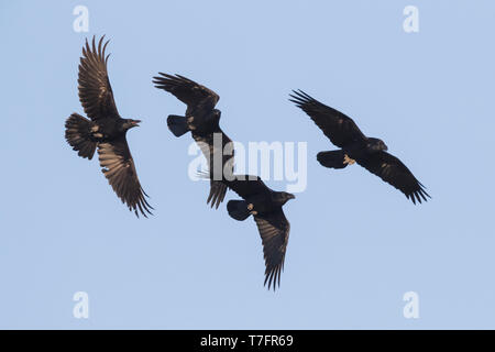 Raven (Corvux corax hispanus), gregge in volo Foto Stock