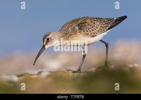 Curlew Sandpiper (Calidris ferruginea), il novellame di avanzamento sul terreno Foto Stock