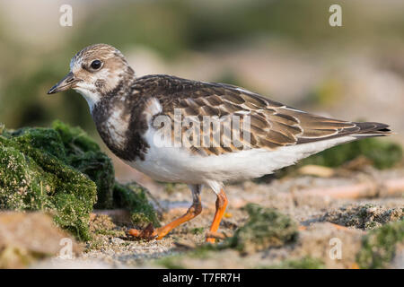 Voltapietre (Arenaria interpres), i capretti in piedi sul suolo Foto Stock