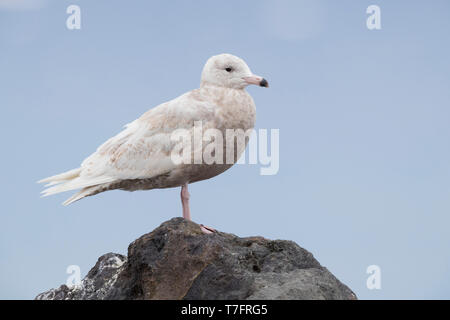 Glaucous Gull (Larus hyperboreus leucerectes), i capretti in piedi su una roccia Foto Stock