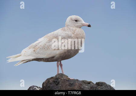 Glaucous Gull (Larus hyperboreus leucerectes), i capretti in piedi su una roccia Foto Stock