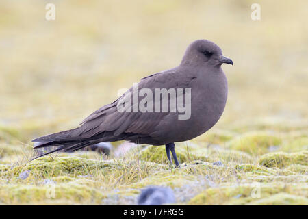 Jaeger parassita (Stercorarius parasiticus), scuro morph adulto in piedi sul suolo Foto Stock