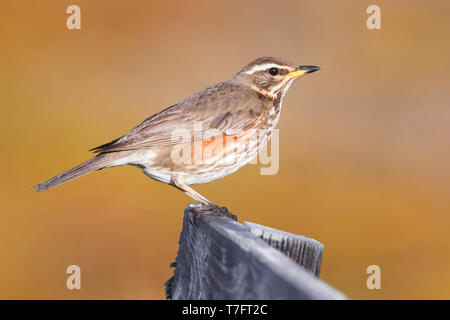 Redwing (Turdus iliacus coburni), Adulto appollaiato su un pezzo di legno con sfondo dorato Foto Stock