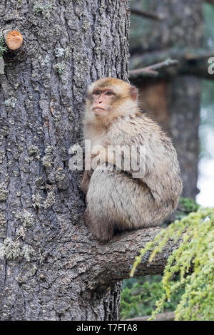 Barbary Macaque (Macaca sylvanus), immaturi seduti su un cedro del Libano di filiali Foto Stock