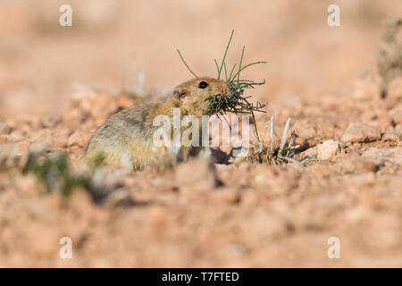 Sabbia di grasso di ratto (Psammomys obesus), adulto di portare l'erba in bocca in Marocco Foto Stock