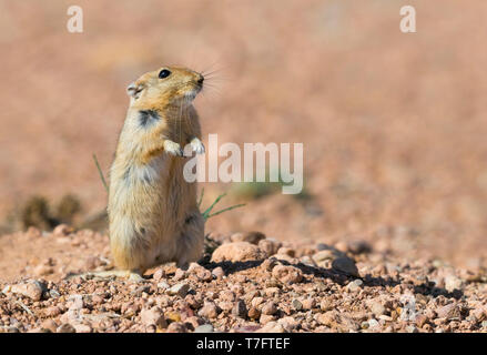 Sabbia di grasso di ratto (Psammomys obesus), adulto in piedi sul suolo in Marocco Foto Stock