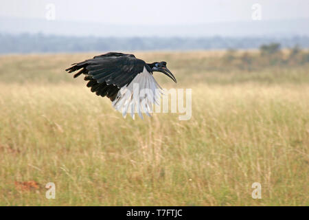 Massa abissino hornbill (Bucorvus abyssinicus) in volo su Savannah dell Uganda. Foto Stock