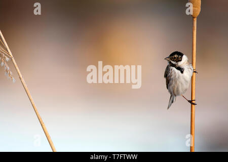 Comune maschio Reed Bunting (Emberiza schoeniclus) svernano in Spagna. Foto Stock