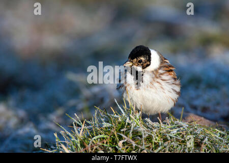 Comune maschio Reed Bunting (Emberiza schoeniclus) svernano in Spagna. Foto Stock