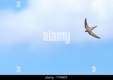 Alpine Swift (Apus melba) volando sopra Isola dei Conigli off Petra sull'isola greca di Lesbo. Foto Stock