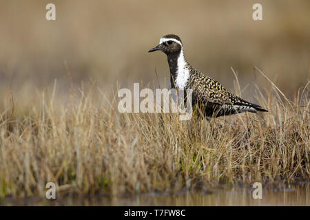 Adulto American Golden Plover (Pluvialis dominica) in allevamento piumaggio sulla tundra di Churchill, Manitoba, Canada. Foto Stock