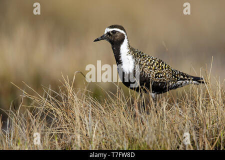 Adulto American Golden Plover (Pluvialis dominica) in allevamento piumaggio sulla tundra di Churchill, Manitoba, Canada. Foto Stock