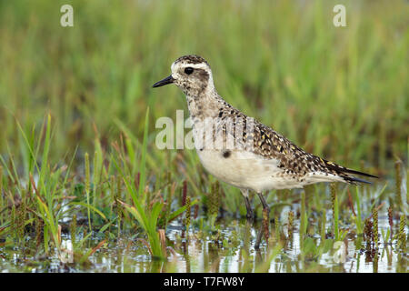 Adulto American Golden Plover (Pluvialis dominica) in transizione all allevamento del piumaggio. In zona umida a Galveston County, Texas, Stati Uniti. Aprile 2016. Foto Stock