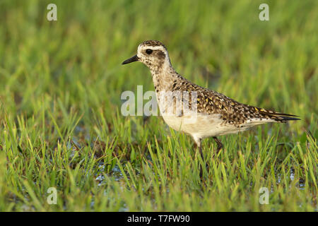 Adulto American Golden Plover (Pluvialis dominica) in transizione all allevamento del piumaggio. In zona umida a Galveston County, Texas, Stati Uniti. Aprile 2016. Foto Stock