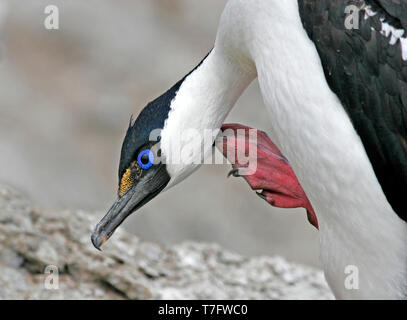 Adulto Preening Antartico shag (Leucocarbo bransfieldensis), un cormorano marino dall'Atlantico meridionale degli oceani. Foto Stock