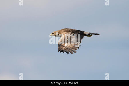 Vista laterale di un adulto Lesser Spotted (Aquila pomarina clanga) in volo. La lituania Foto Stock