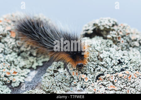 Arctia caja - Giardino tiger moth - Braune Bär, Kirghizistan, larve Foto Stock