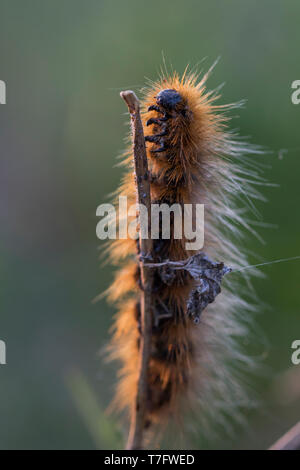 Arctia caja - Giardino tiger moth - Braune Bär, Russia (Jekaterinburg), larve Foto Stock