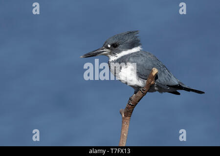 Maschio adulto Belted Kingfisher (Megaceryle alcyon) appollaiato su un bastone in San Diego Co., California, Stati Uniti d'America durante il mese di gennaio 2016. Foto Stock