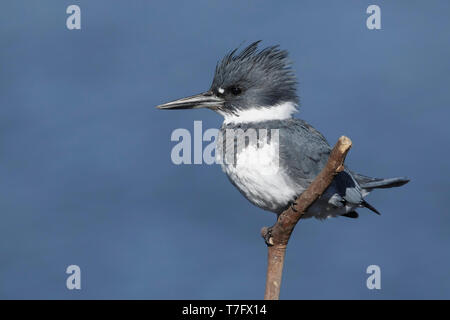 Maschio adulto Belted Kingfisher (Megaceryle alcyon) appollaiato su un bastone in San Diego Co., California, Stati Uniti d'America durante il mese di gennaio 2016. Foto Stock