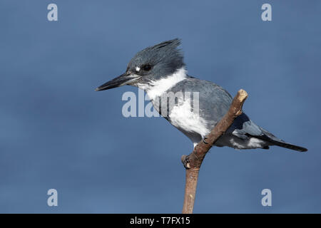 Maschio adulto Belted Kingfisher (Megaceryle alcyon) appollaiato su un bastone in San Diego Co., California, Stati Uniti d'America durante il mese di gennaio 2016. Foto Stock