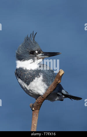 Maschio adulto Belted Kingfisher (Megaceryle alcyon) appollaiato su un bastone in San Diego Co., California, Stati Uniti d'America durante il mese di gennaio 2016. Foto Stock