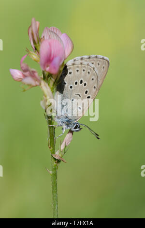 Mountain Alcon blu (Phengaris rebeli), imago in appoggio sul piccolo stabilimento Mercantour in Francia. Foto Stock