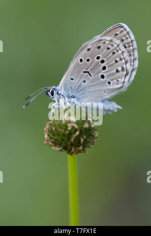 Mountain Alcon blu (Phengaris rebeli), imago in appoggio sul piccolo stabilimento Mercantour in Francia. Foto Stock