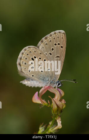 Mountain Alcon blu (Phengaris rebeli), imago in appoggio sul piccolo stabilimento Mercantour in Francia. Foto Stock