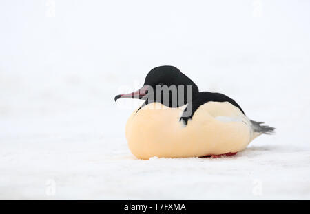 Smergo maggiore, Mergus merganser, maschio adulto in appoggio sul ghiaccio, a Sø Gentofte, Danimarca Foto Stock