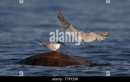 Sandwich Tern, Sterna sandvicensis, coppia a Brøndby Strand in Danimarca. Foto Stock