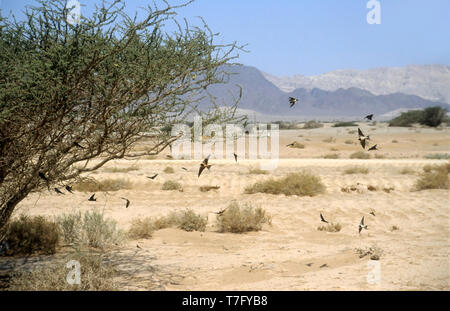 Piccolo gregge di rondini (Hirundo rustica) di appoggio durante la migrazione nel deserto del Negev nel sud di Israele. Foto Stock