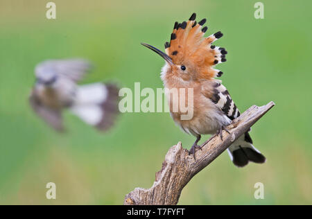 Appollaiato chiamando Eurasian Upupa (Upupa epops) con cresta eretta in Italia, con un maschio rosso-backed Shrike battenti in background. Foto Stock