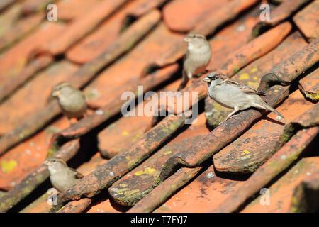 Gregge di casa Passeri (Passer domesticus) durante la stagione autunnale su un tetto con piastrelle vecchie su Vlieland, Paesi Bassi. Foto Stock