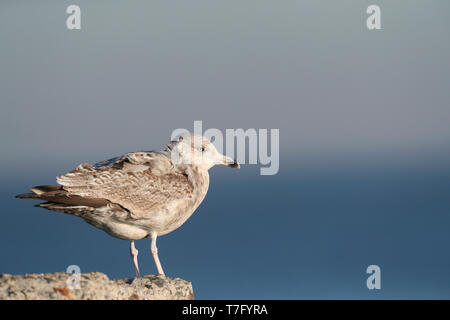 Seconda-inverno europeo Gabbiano Aringhe (Larus argentatus) durante il periodo invernale in Ijmuiden nei Paesi Bassi. In piedi sul molo sud. Foto Stock