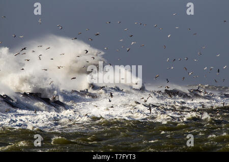 Grandi onde si infrangono sul molo di ijmuiden, Paesi Bassi durante la grave tempesta oltre il mare del Nord. Flock of Seagulls rifugiandosi nel porto. Foto Stock