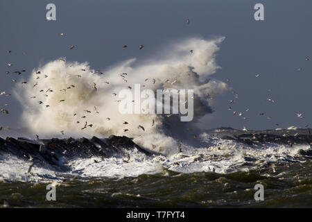 Grandi onde si infrangono sul molo di ijmuiden, Paesi Bassi durante la grave tempesta oltre il mare del Nord. Flock of Seagulls rifugiandosi nel porto. Foto Stock