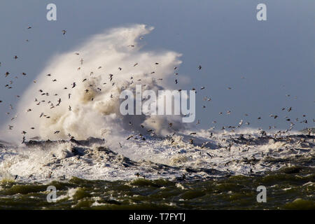 Grandi onde si infrangono sul molo di ijmuiden, Paesi Bassi durante la grave tempesta oltre il mare del Nord. Flock of Seagulls rifugiandosi nel porto. Foto Stock