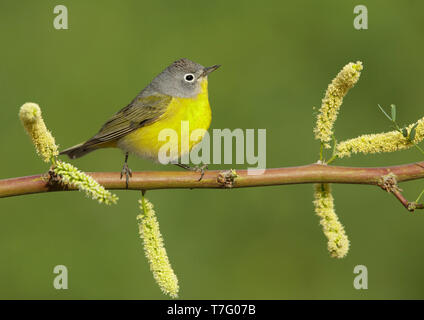 Maschio adulto Nashville trillo (Oreothlypis ruficapilla) Riverside Co., California Aprile 2017 Foto Stock