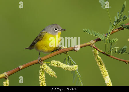 Maschio adulto Nashville trillo (Oreothlypis ruficapilla) Riverside Co., California Aprile 2017 Foto Stock