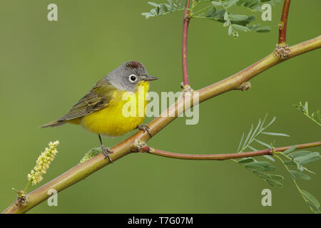 Maschio adulto Nashville trillo (Oreothlypis ruficapilla) Riverside Co., California Aprile 2017 Foto Stock