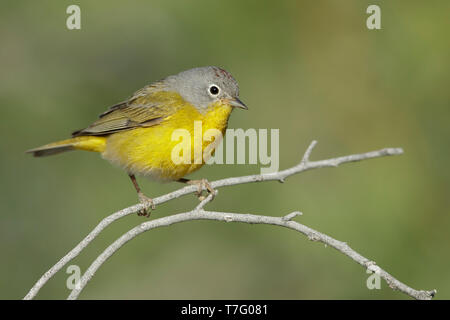 Maschio adulto Nashville trillo (Oreothlypis ruficapilla) Riverside Co., California Aprile 2017 Foto Stock