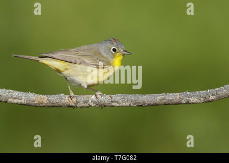 Maschio adulto Nashville trillo (Oreothlypis ruficapilla) Riverside Co., California Aprile 2017 Foto Stock