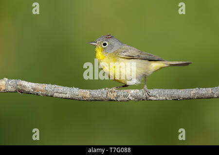 Maschio adulto Nashville trillo (Oreothlypis ruficapilla) Riverside Co., California Aprile 2017 Foto Stock