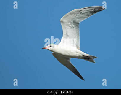 Gull-fatturati Tern (Gelochelidon nilotica), capretti in volo, visto dal lato che mostra sotto l'ala. Foto Stock