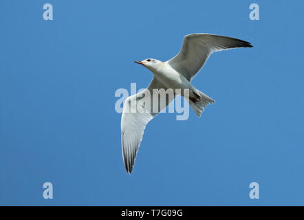 Gull-fatturati Tern (Gelochelidon nilotica), capretti in volo, visto dal basso, che mostra sotto le ali. Foto Stock