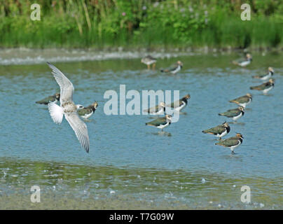 Gull-fatturati Tern (Gelochelidon nilotica), capretti in volo, visto dal lato che mostra ali superiori, sull'importante area di staging in Paesi Bassi fo Foto Stock