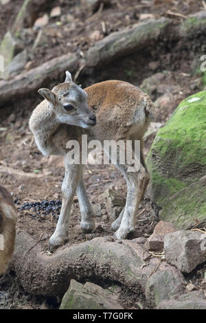 Cipro muflone (Ovis gmelini ophion) captive Foto Stock