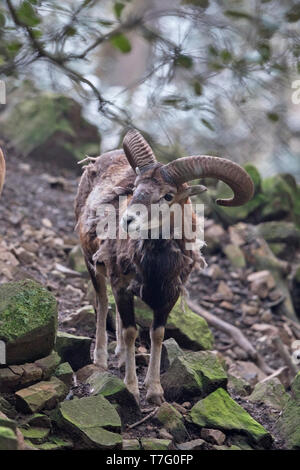 Cipro muflone (Ovis gmelini ophion) captive Foto Stock