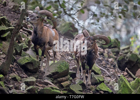 Cipro muflone (Ovis gmelini ophion) captive Foto Stock